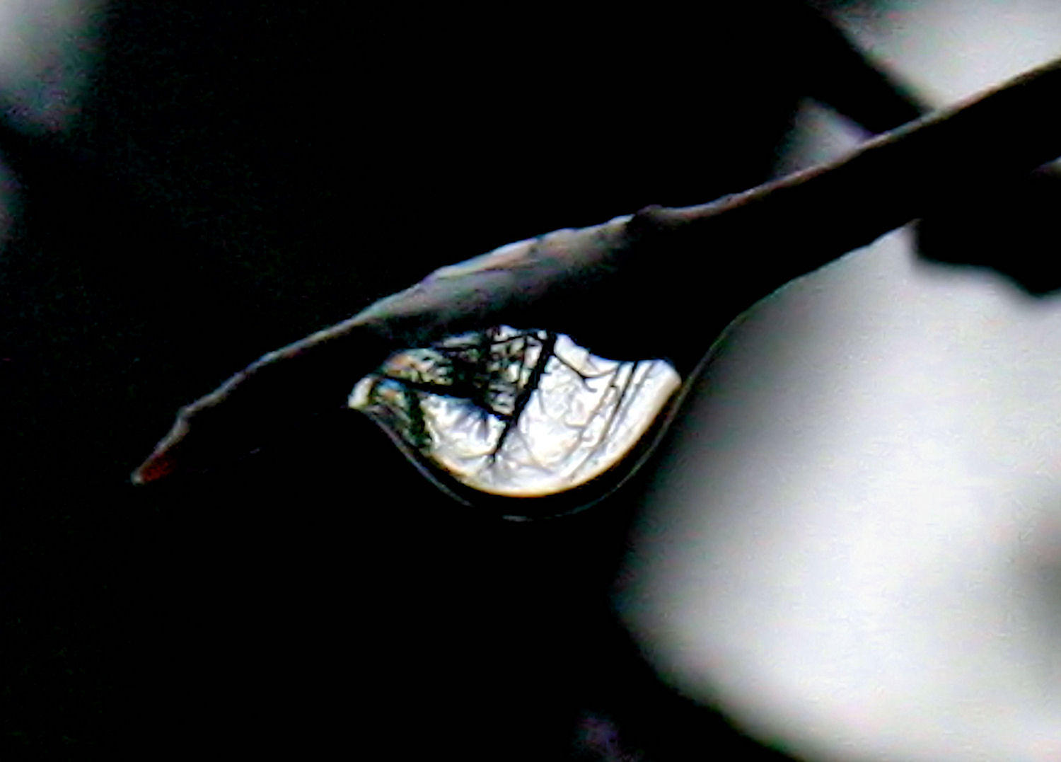 Reflection of a Rain drop