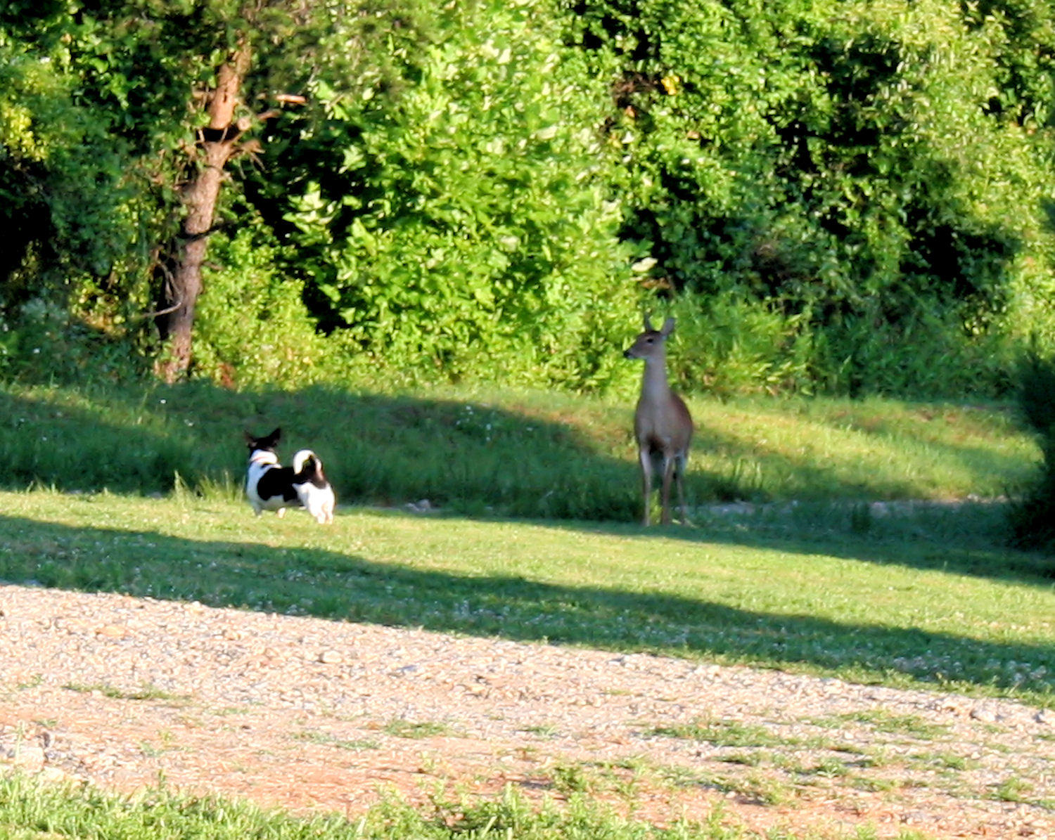 Bailey & The Deer. The Stand off 