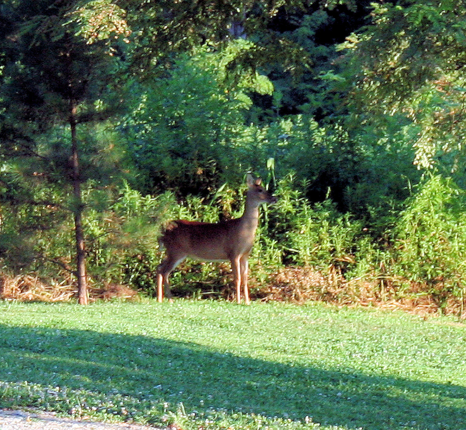 Bailey & The Deer. The Stand off & The Deer wins