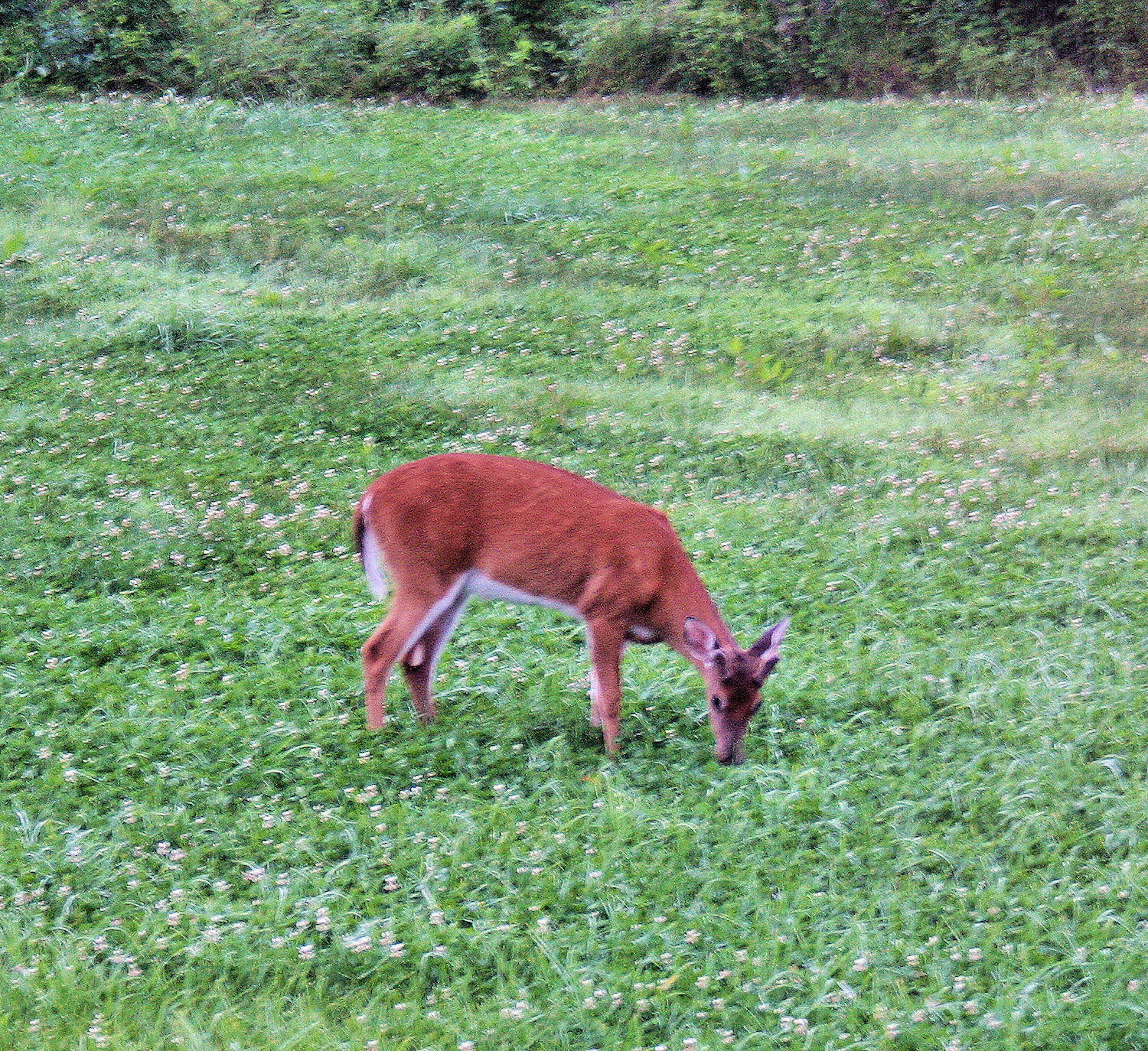 6/07/09 Young Buck in yard, yes yard was needing  mooring at the time