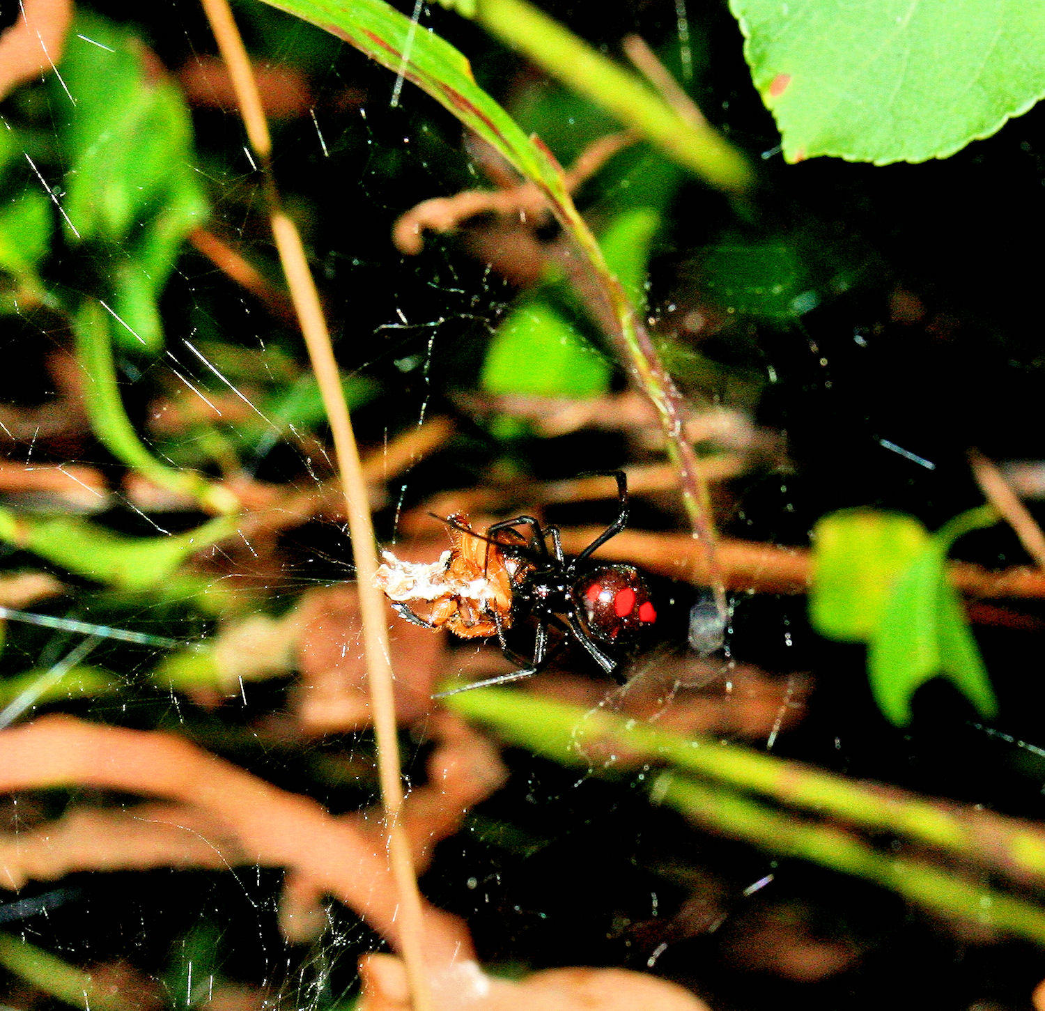 Male Black Widow Spider /  Female As The  Hr. Glass- 7/12/09