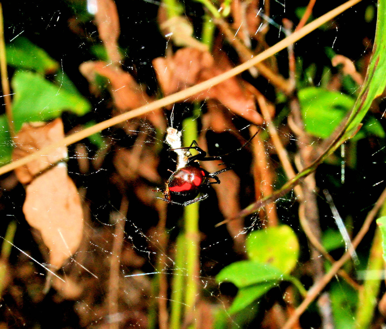 Male Black Widow Spider /  Female As The  Hr. Glass- 7/12/09