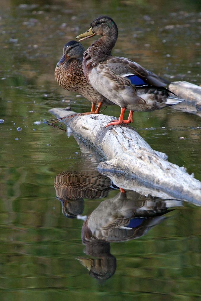 Pair on a log