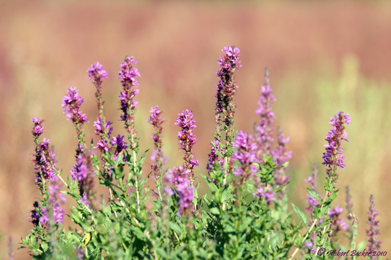 Wild Flowers