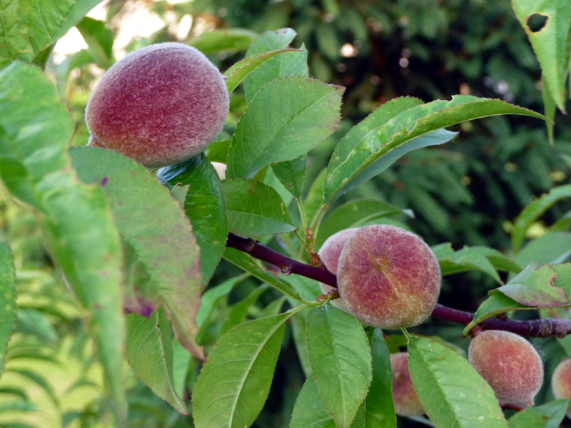 Peach tree