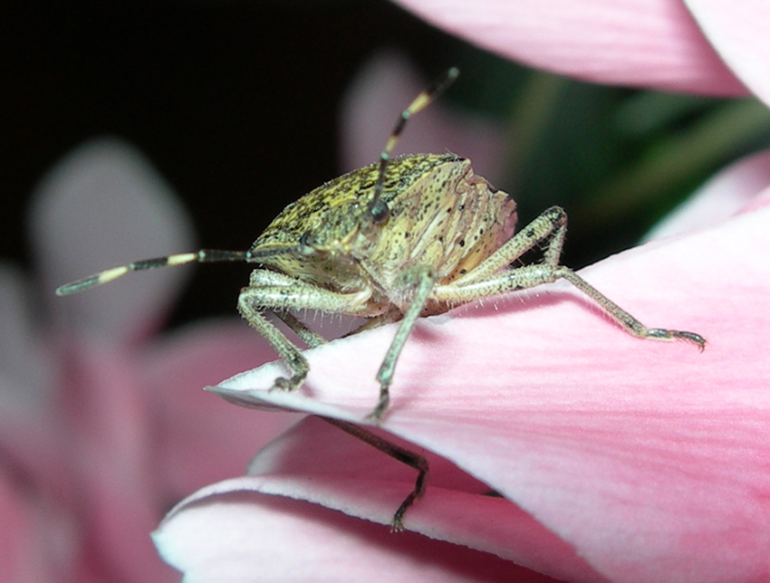 shield bug 3