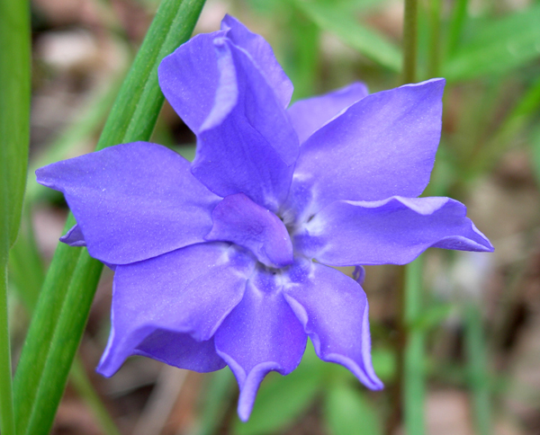 blue periwinkle