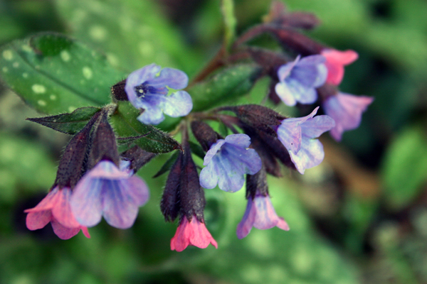 pulmonaria