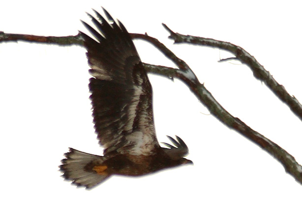 Juvenile Bald Eagle