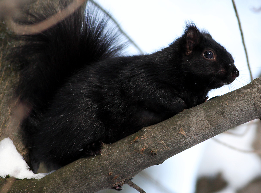 handheld - no TC (black squirrel)