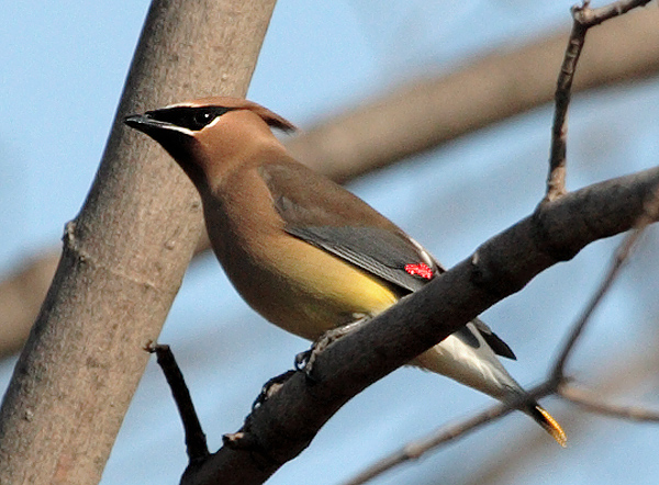 Cedar Waxwing