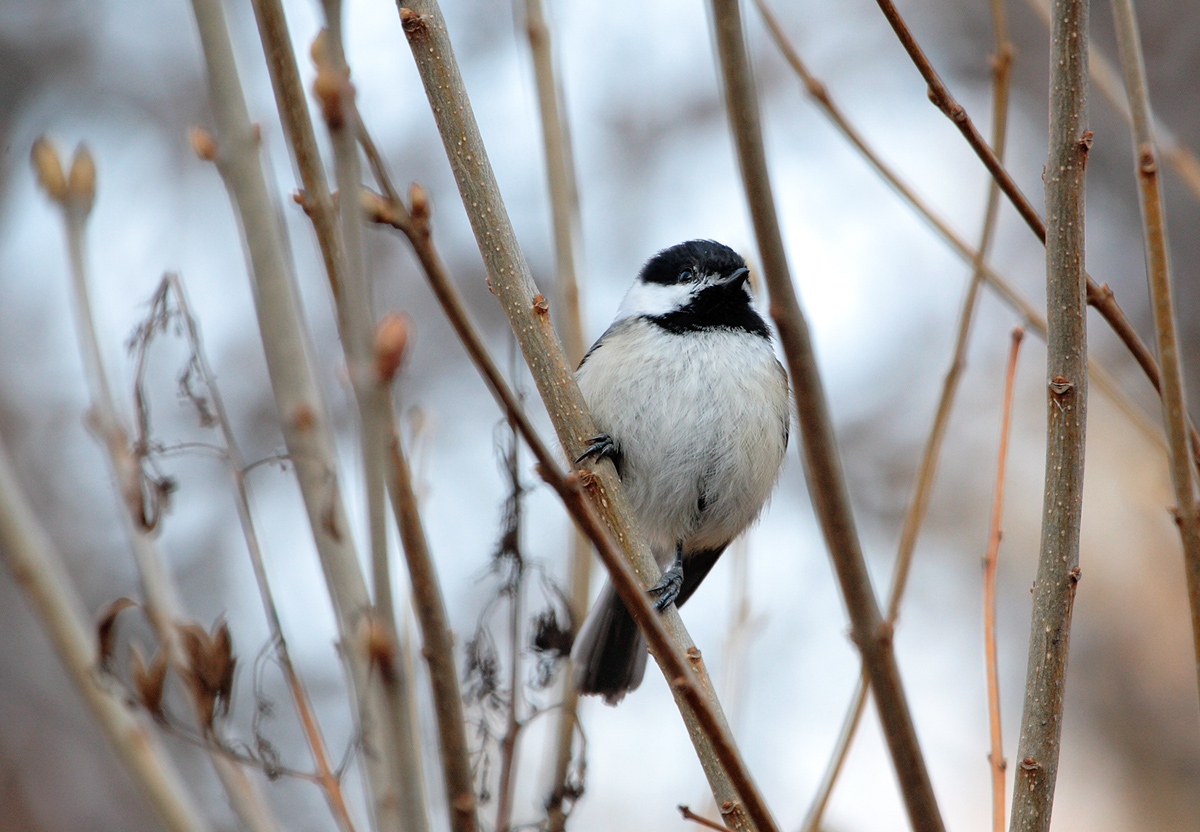 Chickadee