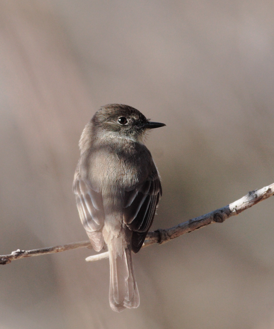 Eastern Phoebe