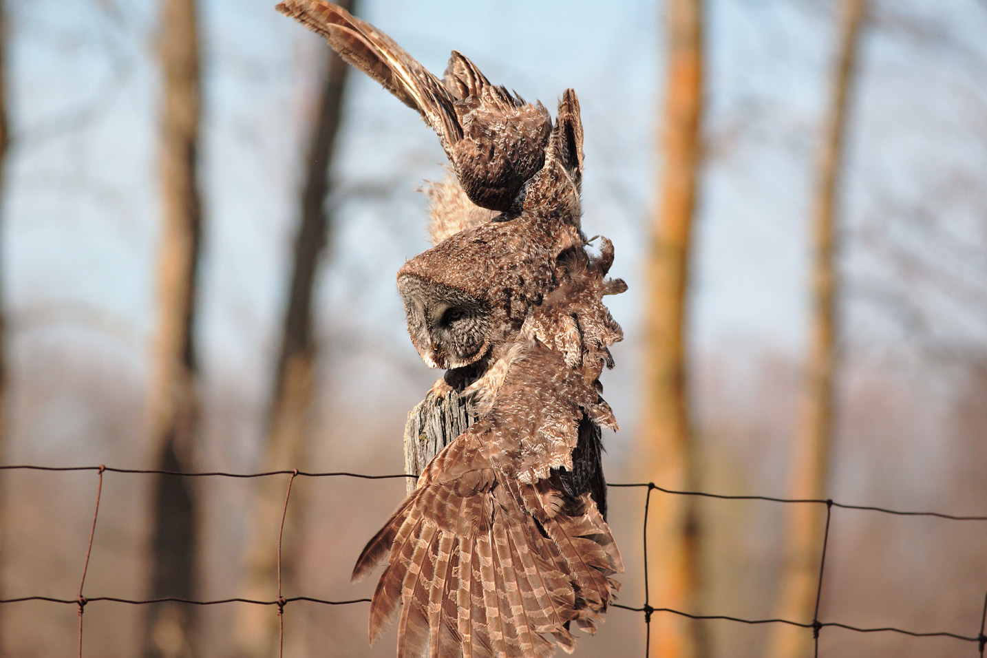 Great Grey Owl