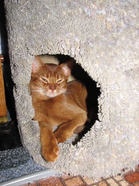Relaxing in the kitty condo - 12yrs and hes the first cat to use it!!!