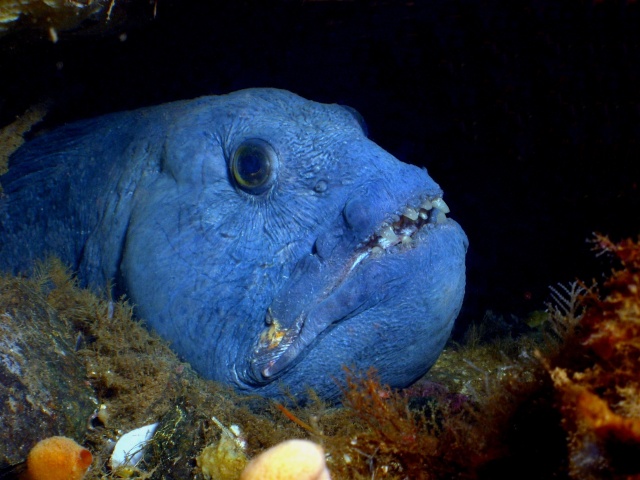 Atlantic Wolffish at Deer Island - August 2005
