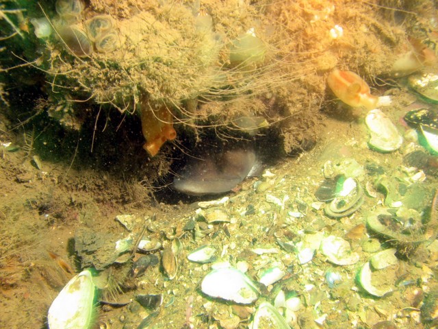 A pout in its den