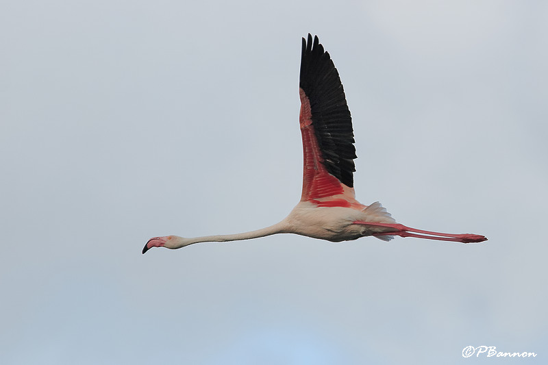 Flamant rose, Greater Flamingo (Cape Town, 3 novembre 2007)