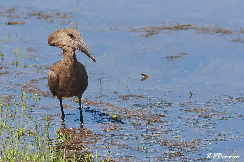 Ombrette africaine, Hamerkop (Underberg, 10 novembre 2007)