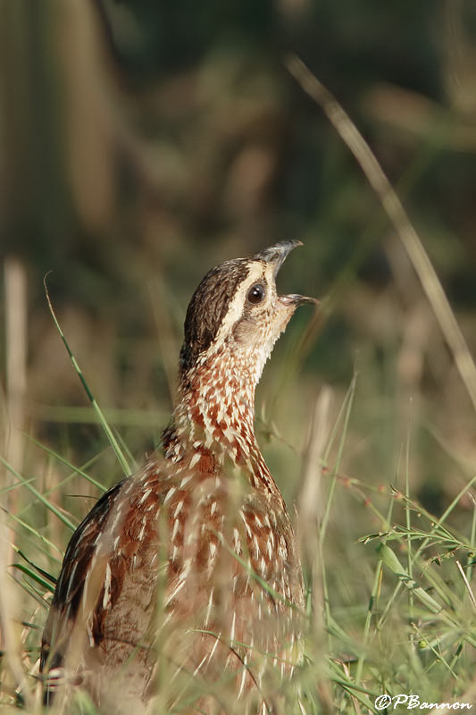 Francolin hupp, Crested Francolin (Parc Kruger, 18 novembre 2007)