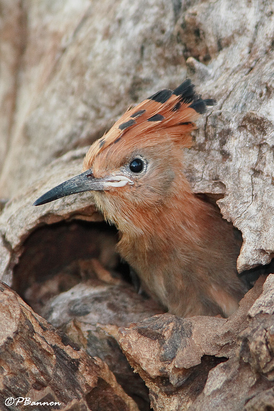 Huppe dAfrique, African Hoopoe (Parc Kruger, 21 novembre 2007)