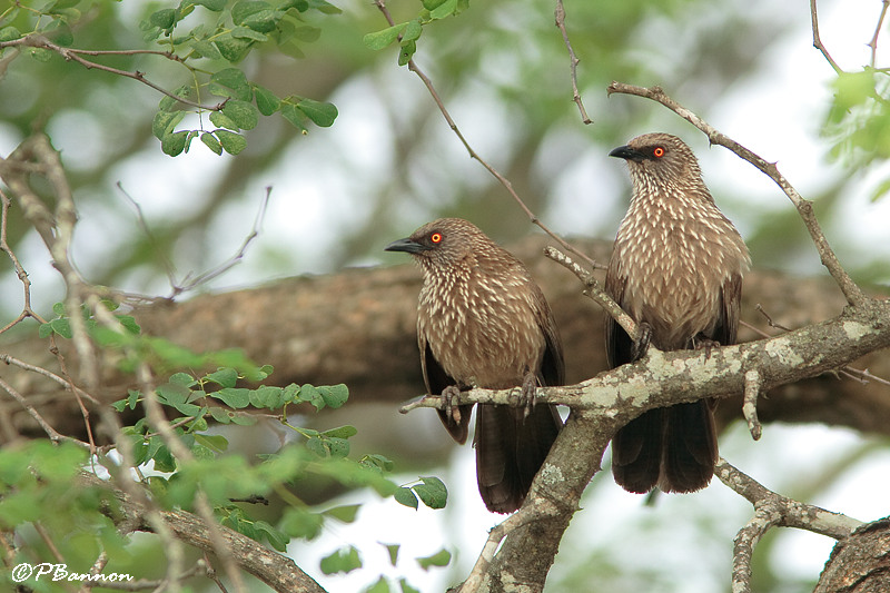 Cratrope flch, Arrow-marked Babbler (Parc Kruger, 19 novembre 2007)