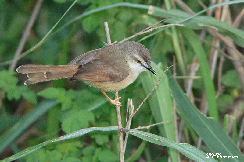 Prinia modeste, Tawny-flanked Prinia (Parc Kruger,18 novembre 2007)