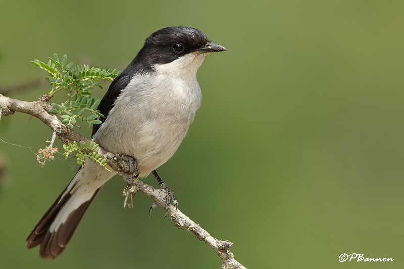 Gobemouche fiscal, Fiscal Fycatcher (Overberg, 5 novembre 2007)