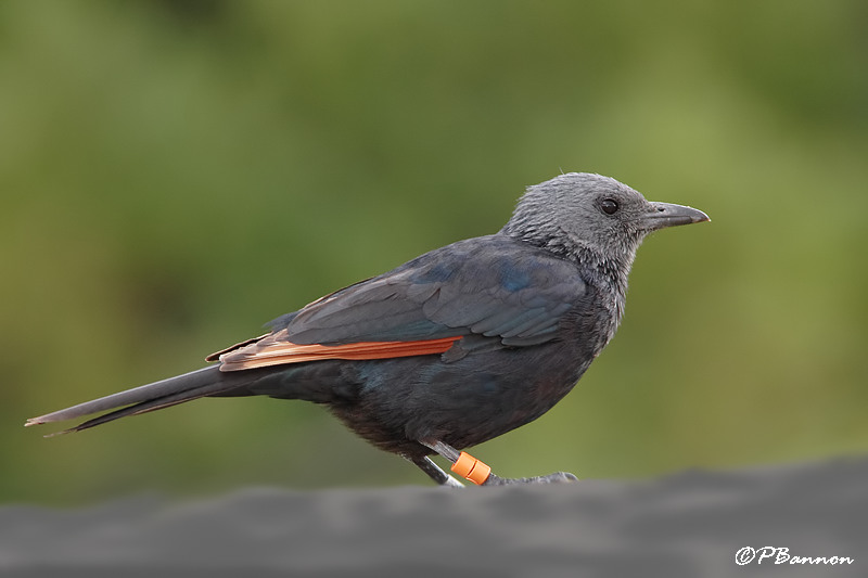 Rufipenne morio, Red-winged Starling (Rserve de Hoop, 4 novembre 2007)