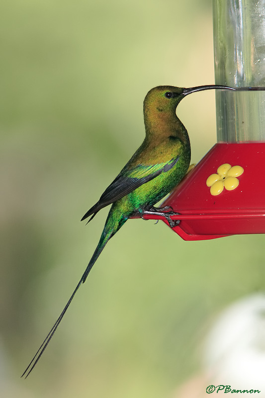 Souimanga malachite, Malachite Sunbird (Underberg, 10 novembre 2007)