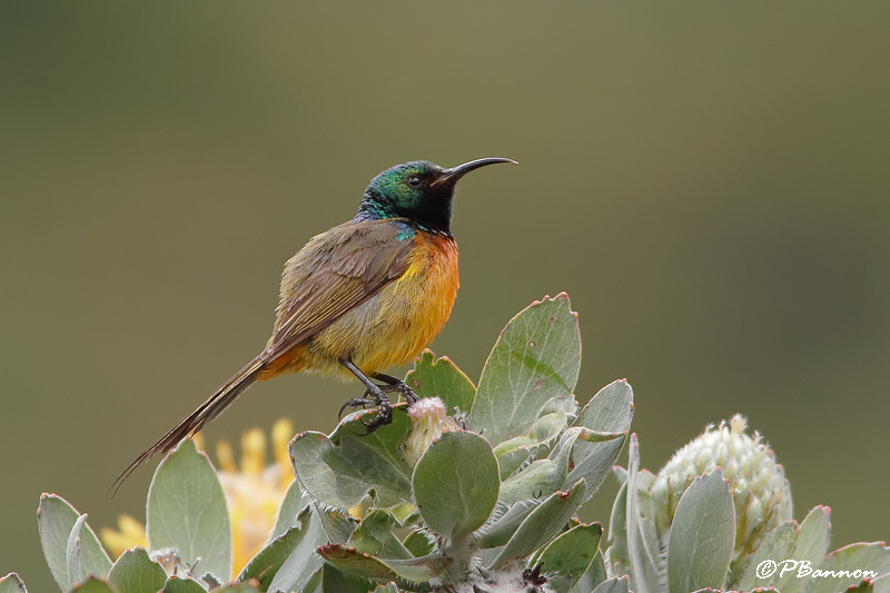 Souimanga orang, Orange-Breasted Sunbird (Cape Town, 3 novembre 2007)