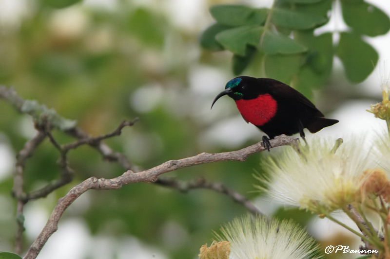 Souimanga  poitrine rouge, Scarlet-chested Sunbird (Parc Kruger, 21 novembre 2007)