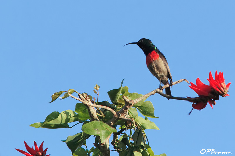 Souimanga  plastron rouge, Greater Double-collared Sunbird (Overberg, 5 novembre 2007)