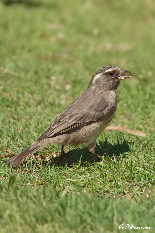 Serin Gris, Streaky-headed Seed-eater (Underberg,10 novembre 2007)