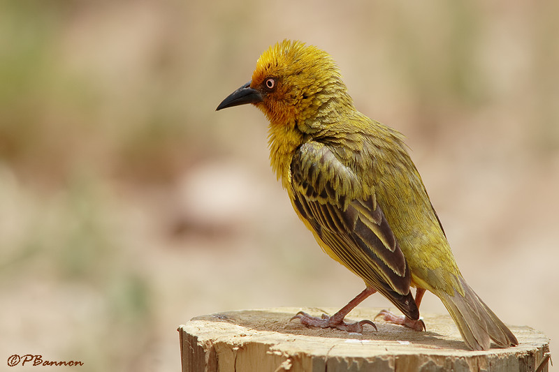 Tisserin du Cap, Cape Weaver (Overberg, 5 novembre 2007)