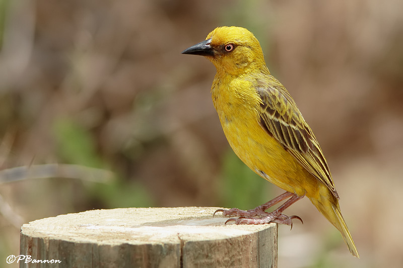 Tisserin du Cap, Cape Weaver (Overberg, 5 novembre 2007)