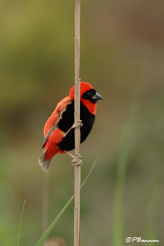 Euplecte ignicolore, Southern Red Bishop (Bontebok NP, 5 novembre 2007)