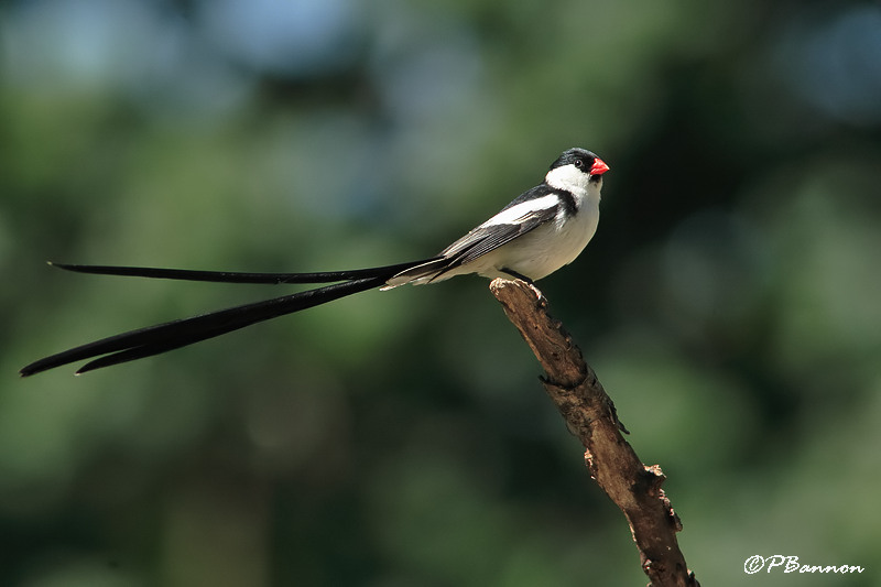 Veuve dominicaine, Pin-tailed Whydah (Underberg, 10 novembre 2007)