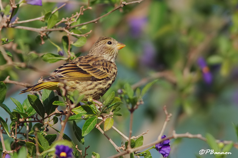 Serin de Sainte-Hlne, Yellow Canary (Langebaan, 6 novembre 2007)