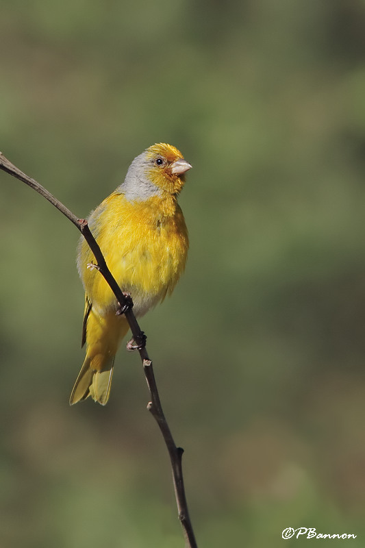 Serin du Cap, Cape Canary (Underberg, 10 novembre 2007)