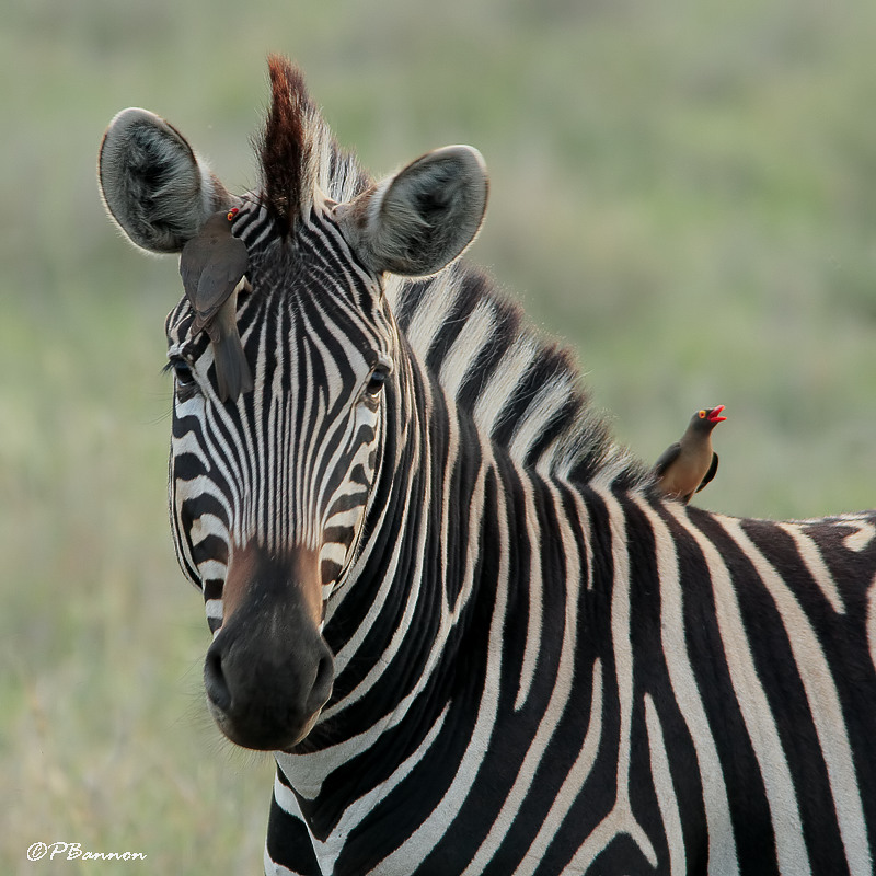 Zbre des plaines, Burchells Zebra (Parc Kruger, 19 novembre 2007)