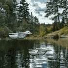Birds