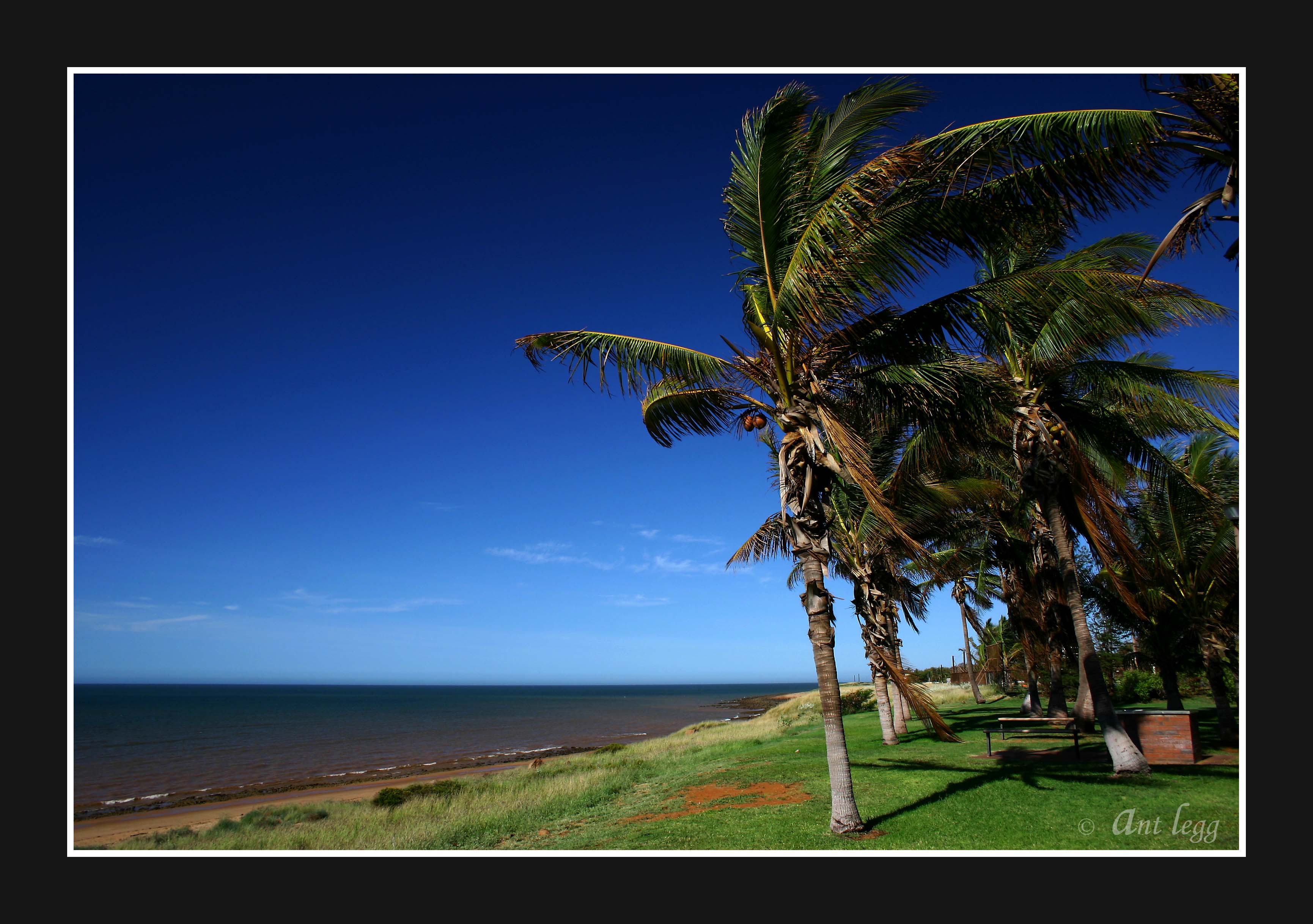 Palms in the wind