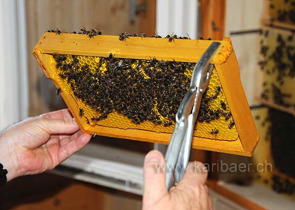 Bienen / Bees (104055)