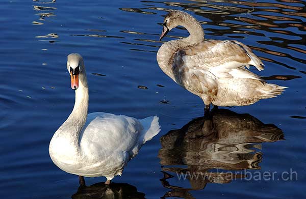 Schwaene / Swans (0320)
