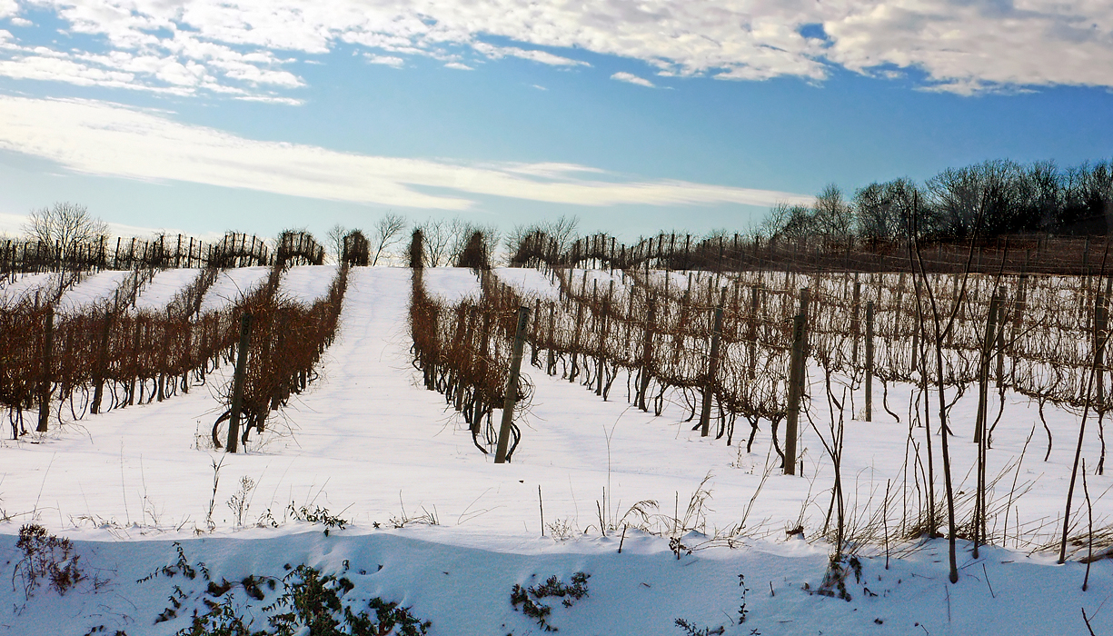 Shade Mountain Vineyard, Pennsylvania