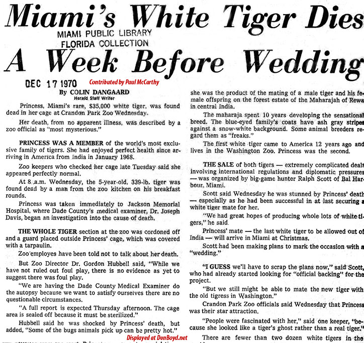 1970 - Miami Herald article about the death of Princess, Crandon Park Zoos white tiger