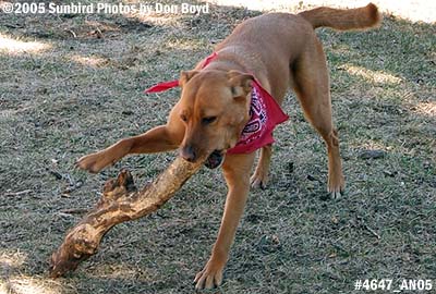 2005 - Karen's dog Sandy playing with a log
