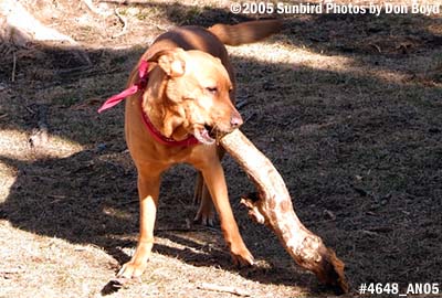 2005 - Karen's dog Sandy playing with a log