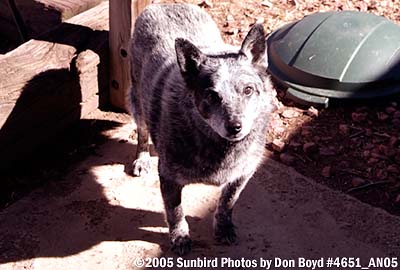 2005 - Steve's dog Blue